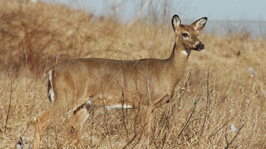 Antlerless Deer Permit Increase Coming to Pennsylvania